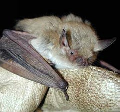 Yuma bat on gloved hand
